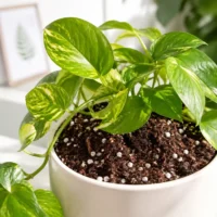 بهترین خاک و کود برای پتوس