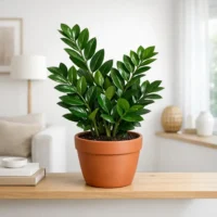 بهترین خاک و گلدان برای زامیفولیا چیست