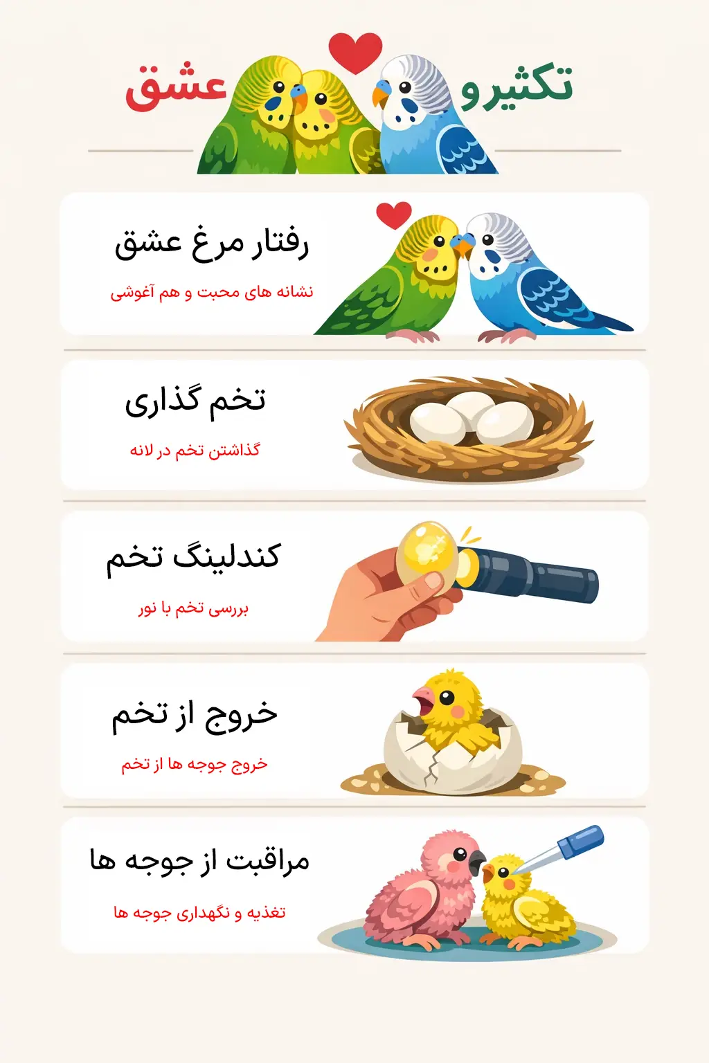 اینفوگرافیک جوجه آوری مرغ عسق