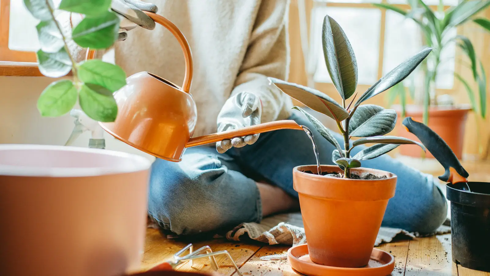 چگونه فیکوس الاستیکا را آبیاری کنیم